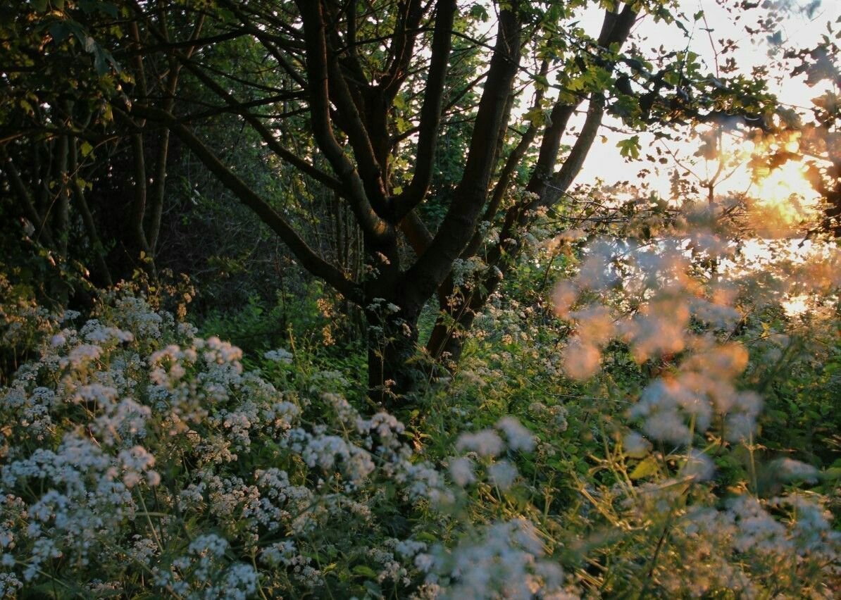 Cottagecore aesthetic