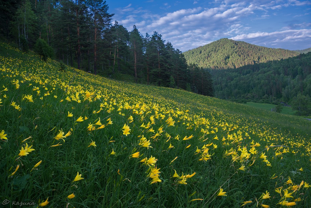 Июль на Алтае природа