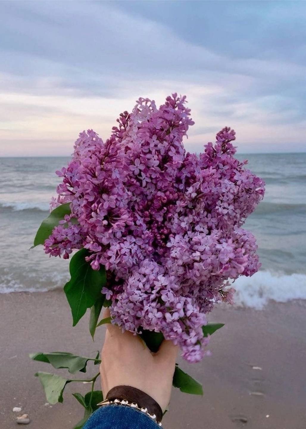 Сирень Эстетика