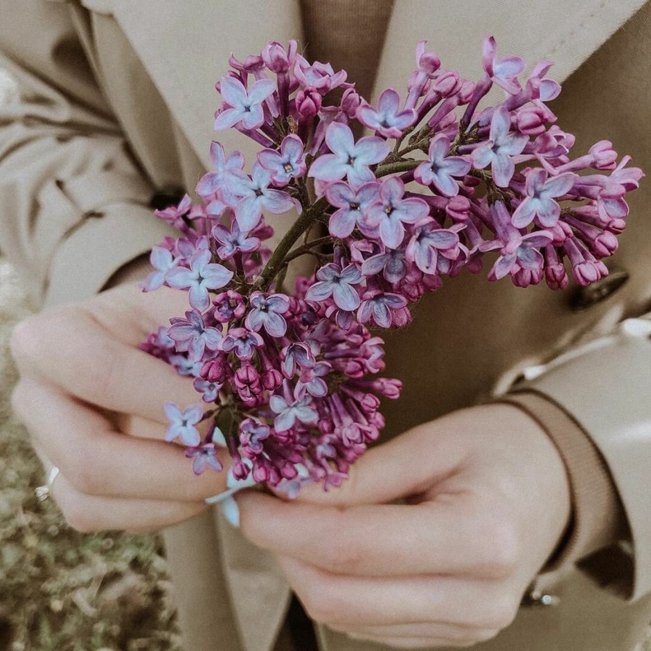 Сирень в руках