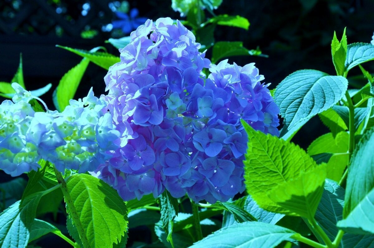Гортензия метельчатая с синими цветами