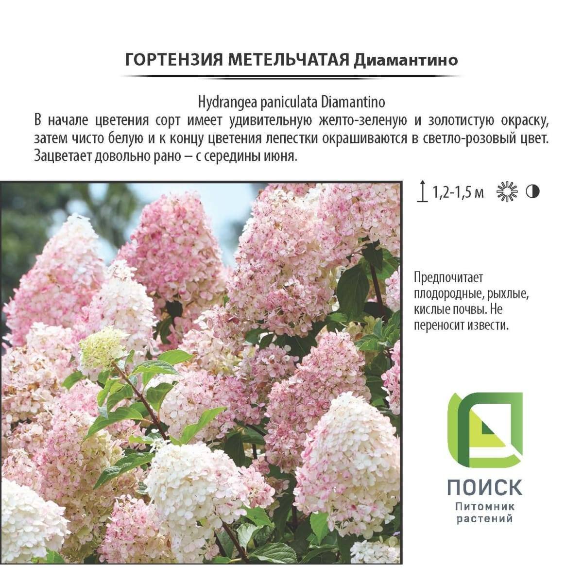 Диамантино гортензия метельчатая на штамбе