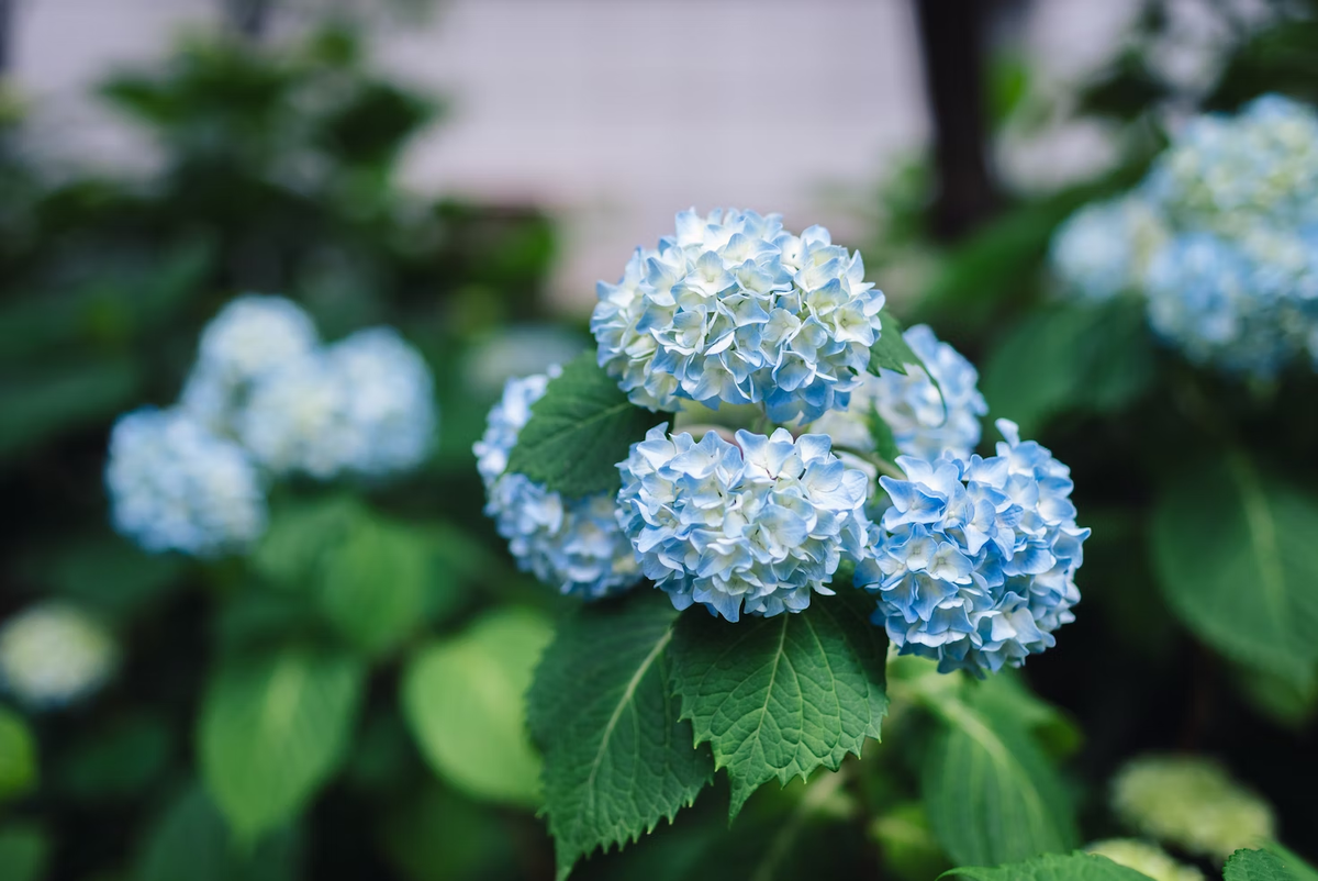 Blue Hydrangea Flowers in Planters photo