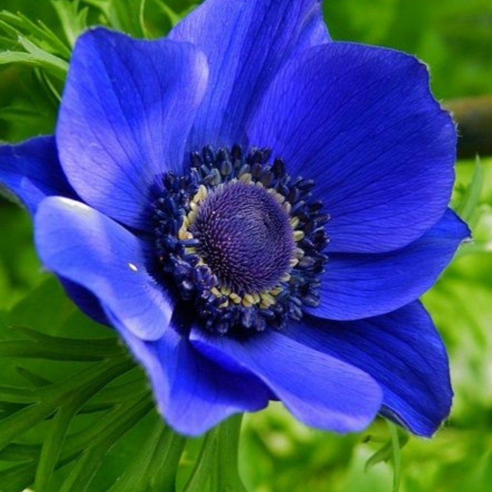 Ядовитые синие цветы