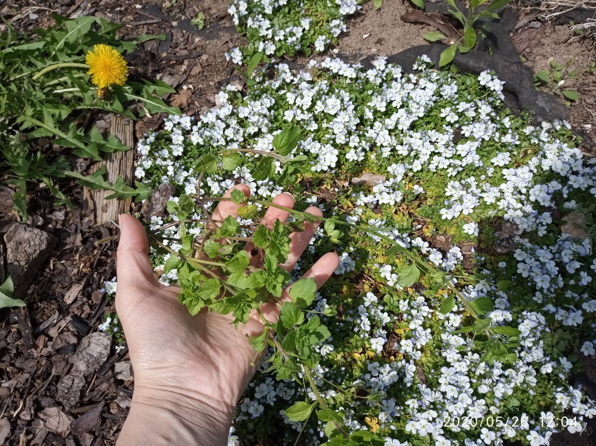 Сорняк почвопокровный с мелкими белыми цветами