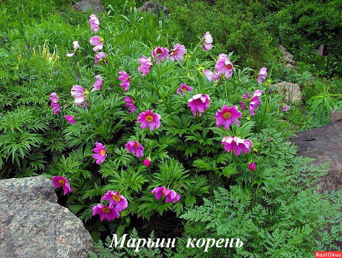 Пион узколистный Марьин корень