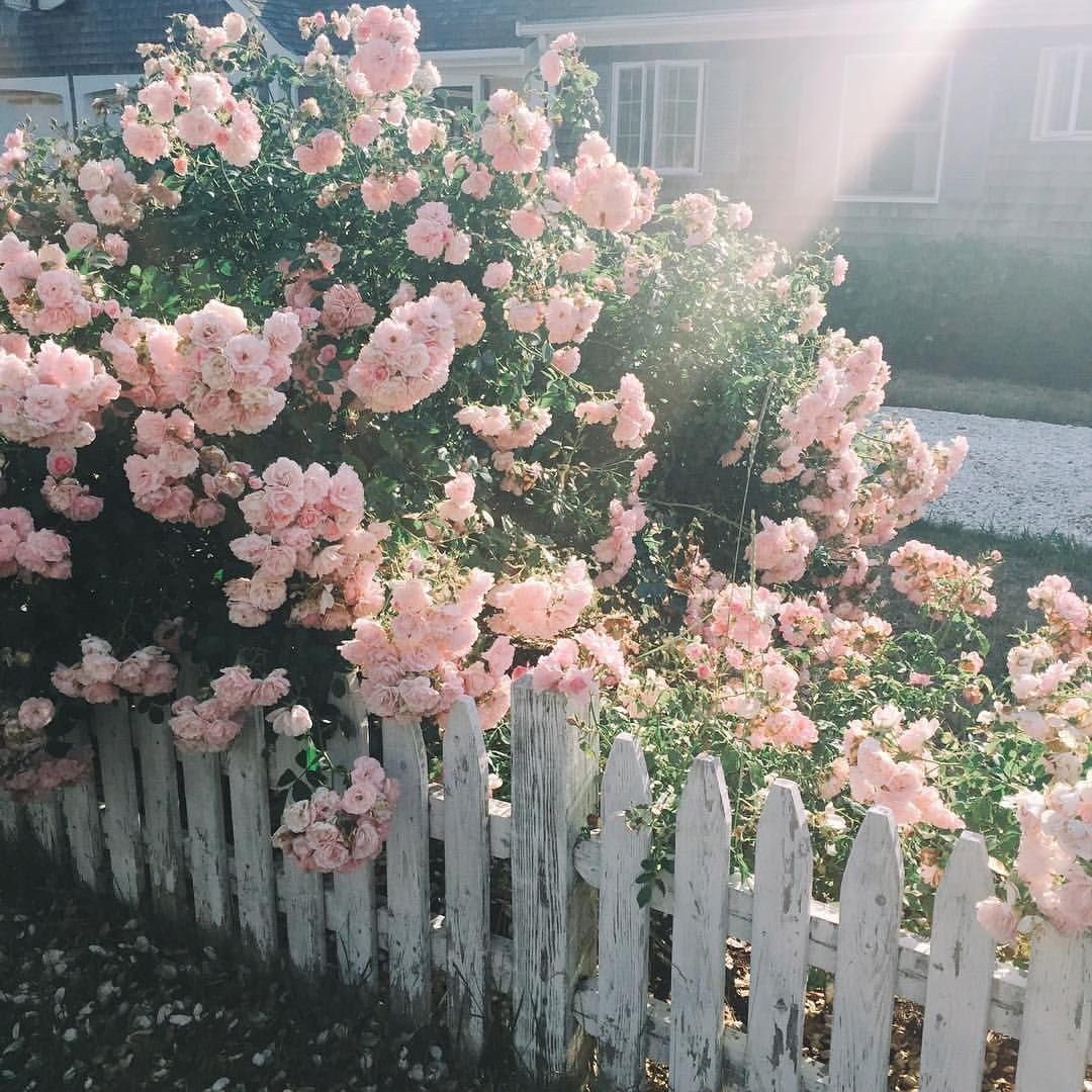 Flowers Land aesthetic