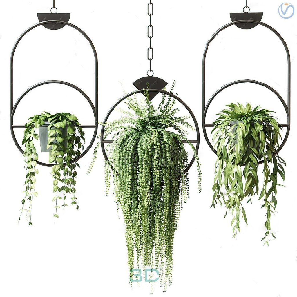 Hanging Ampel Plants in the Restaurant