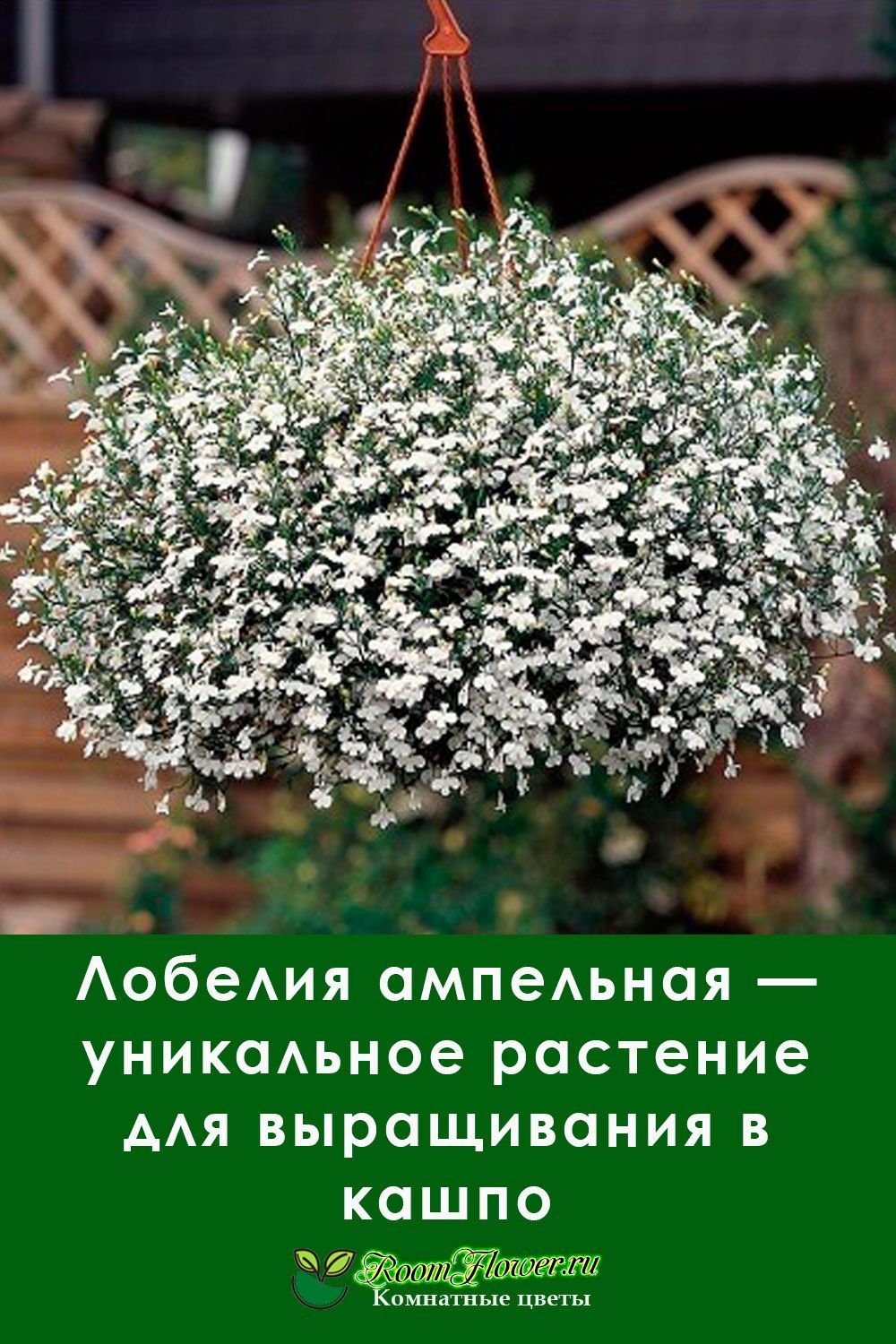 Мелкие ампельные цветы