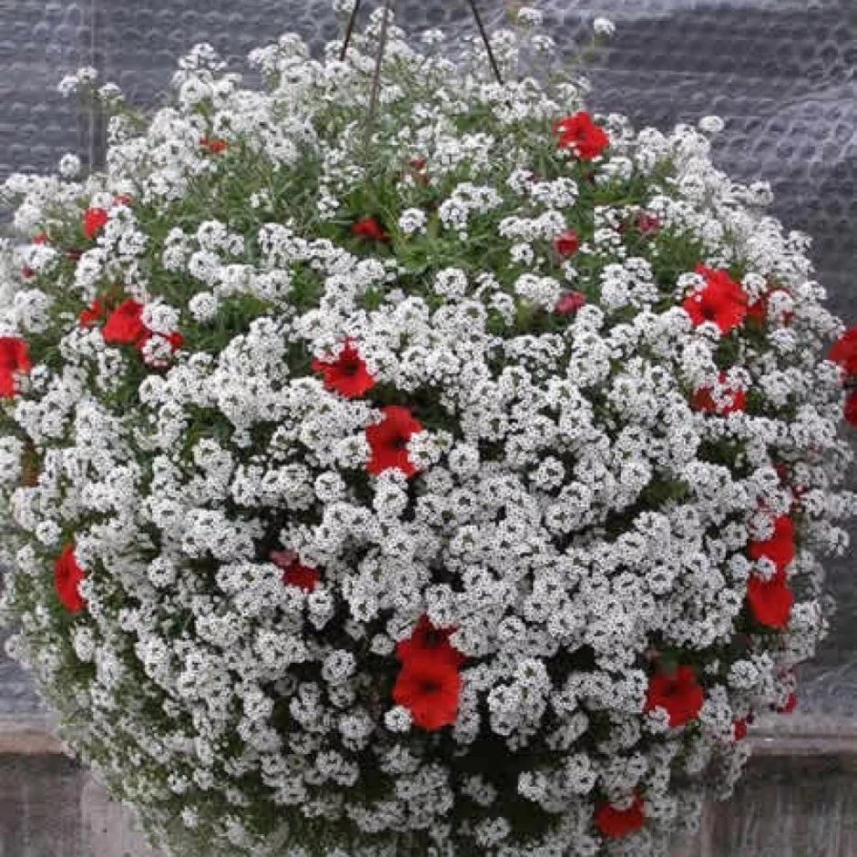 Алиссум многолетний ампельный