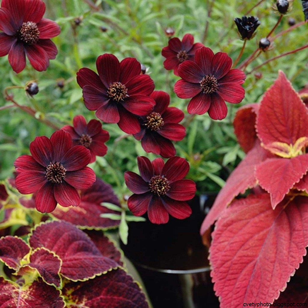 Шоколадная космея (Cosmos atrosanguineus)