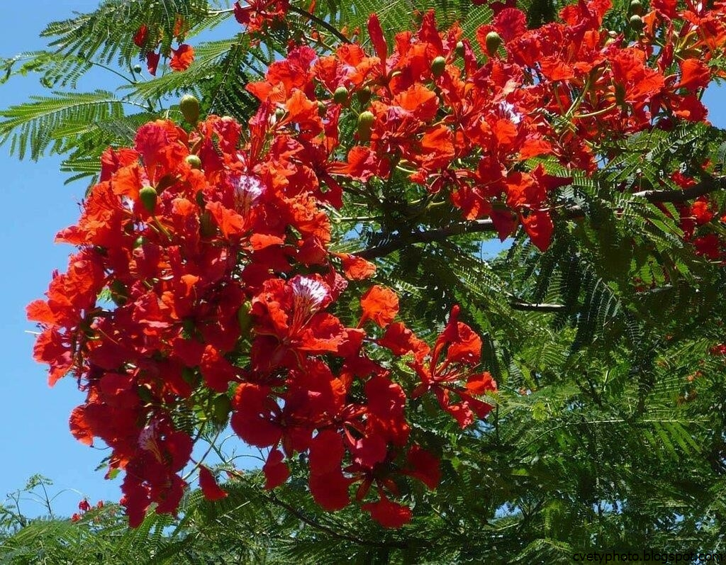 Делоникс Королевский Лиана