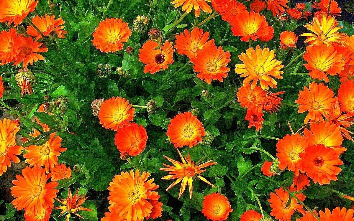 Календула лекарственная (Calendula officinalis)