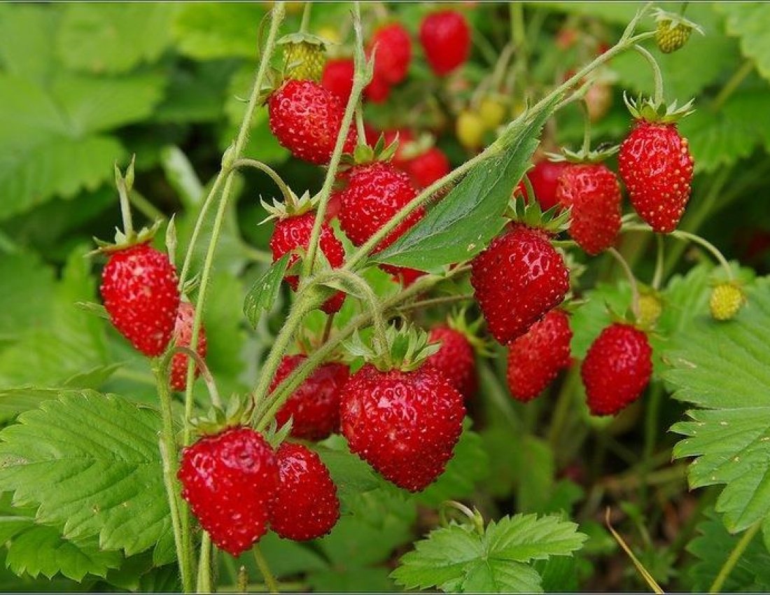 Земляника Лесная (Fragaria vesca)