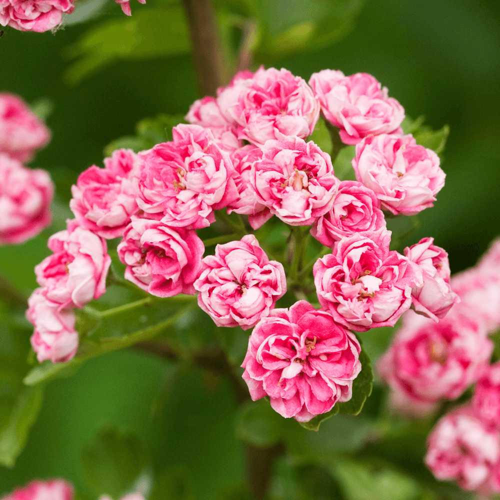 Боярышник rosea Flore pleno