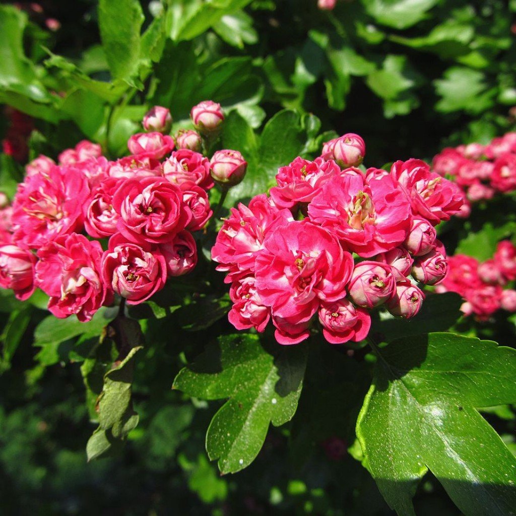 Боярышник laevigata 'Paul's Scarlet'