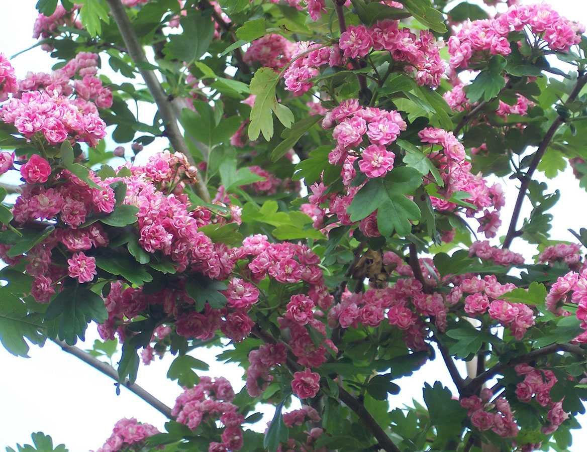 Боярышник однопестичный rubra Plena