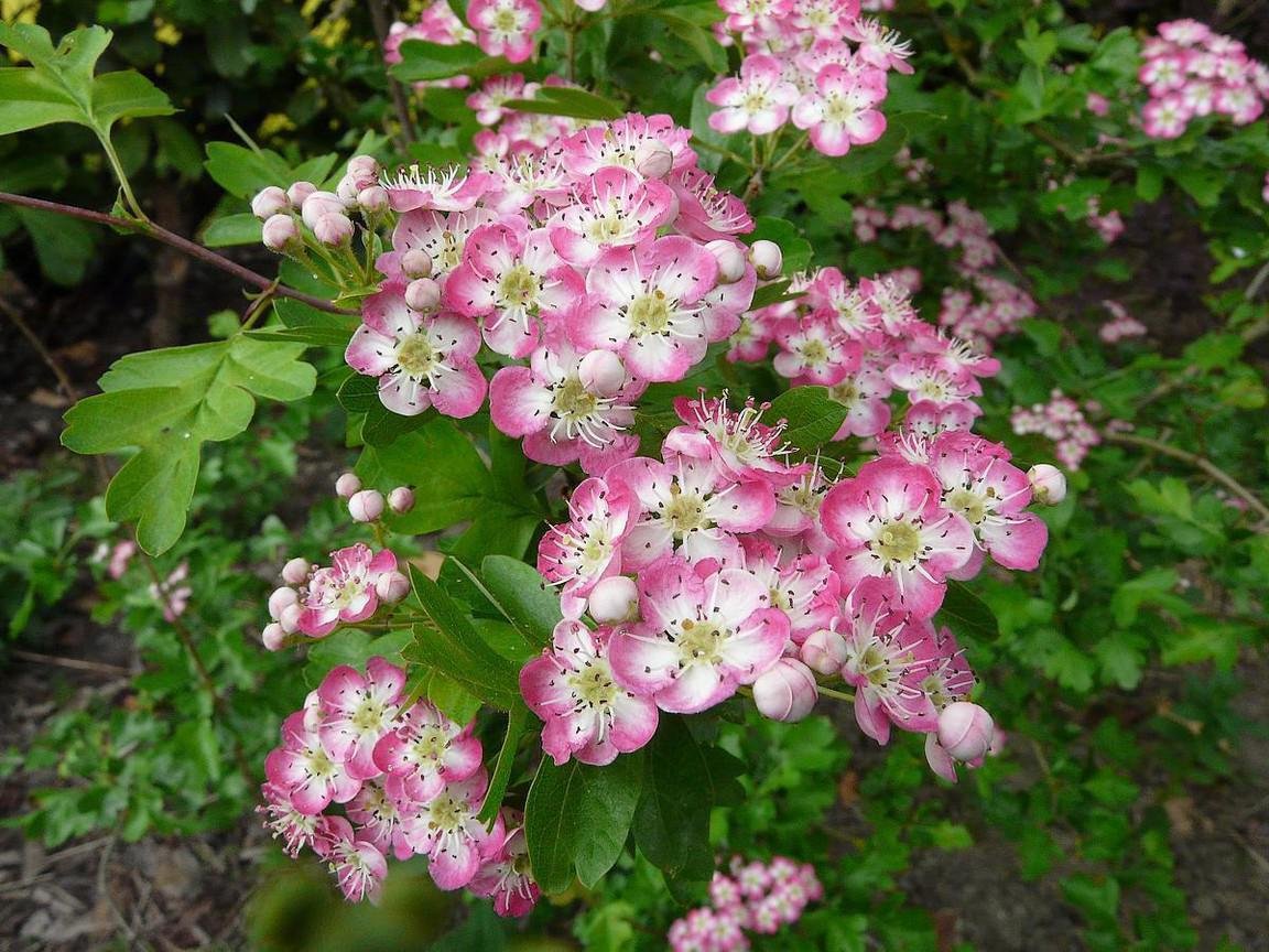 Crataegus laevigata 'Princess Sturdza'