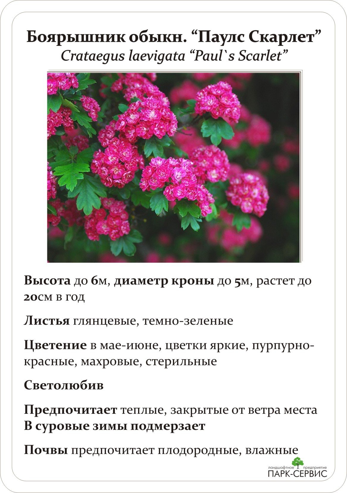 Боярышник диаметр кроны