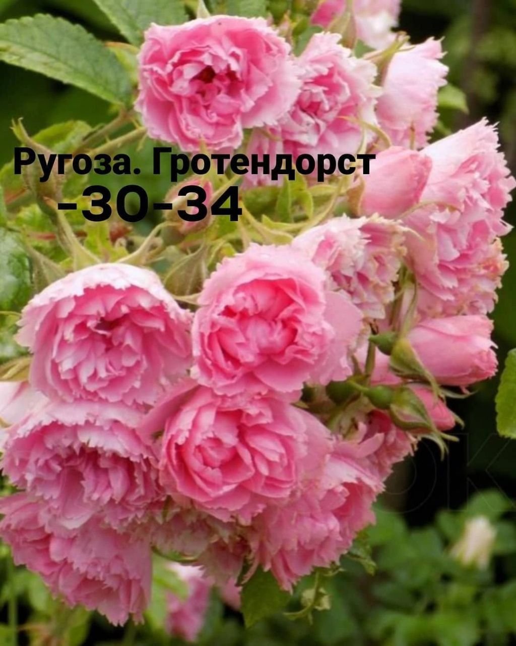 Роза Пинк Гротендорст