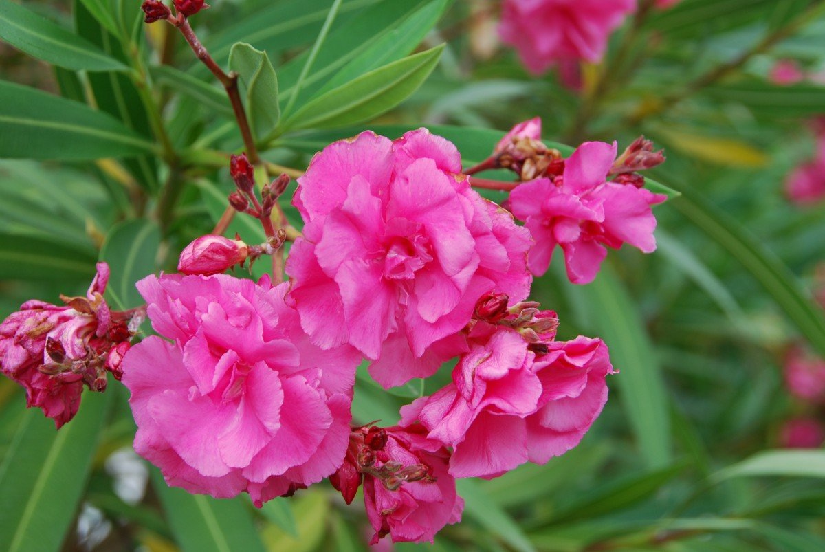 Многолетний кустарник с розовыми цветами