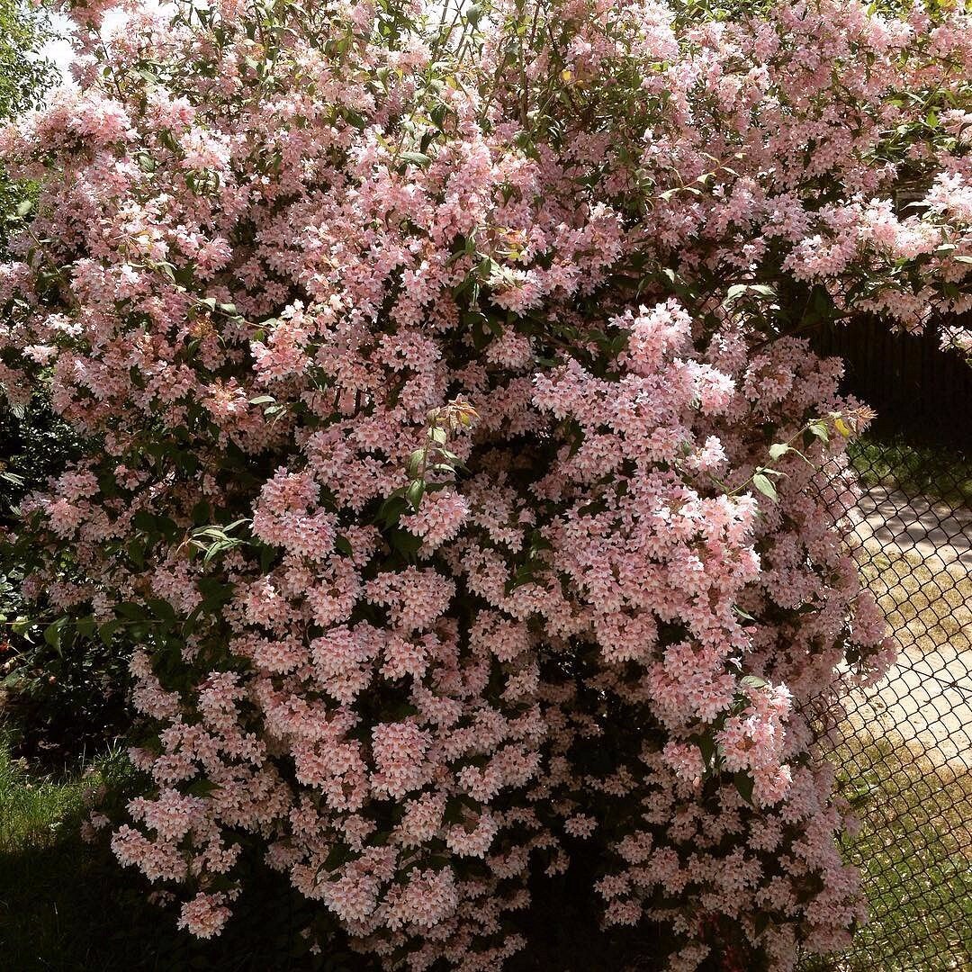 Хлоя кустарник