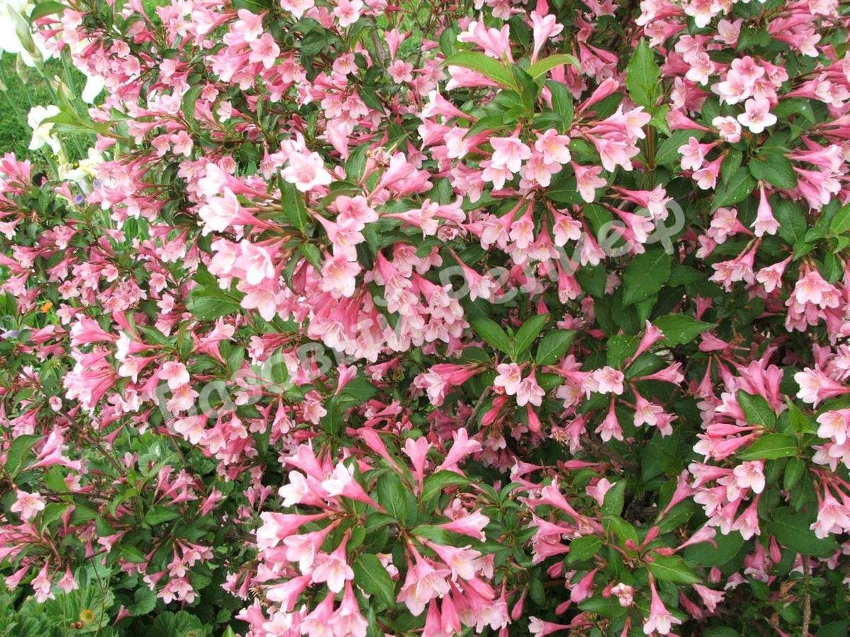 Вейгела Pink Princess