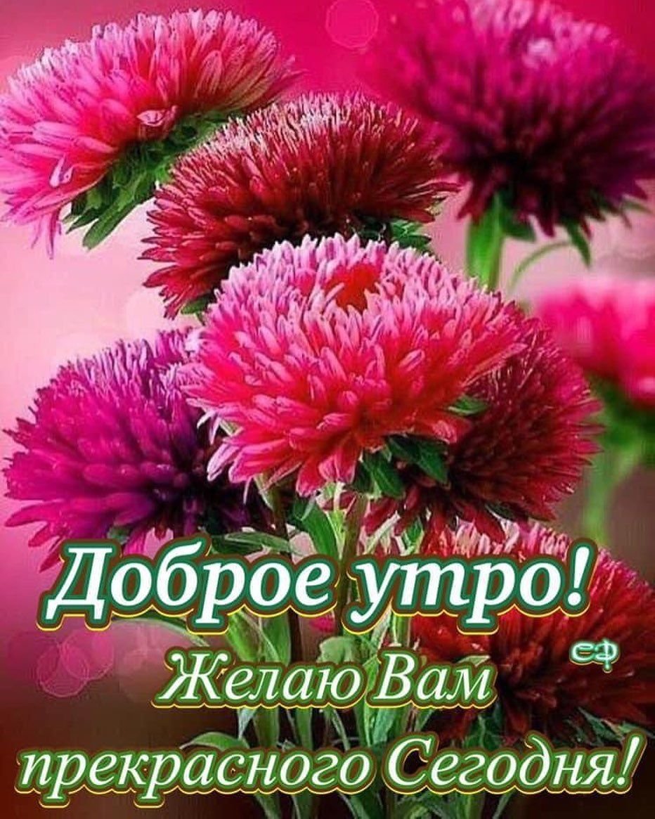 Астра махровая однолетняя