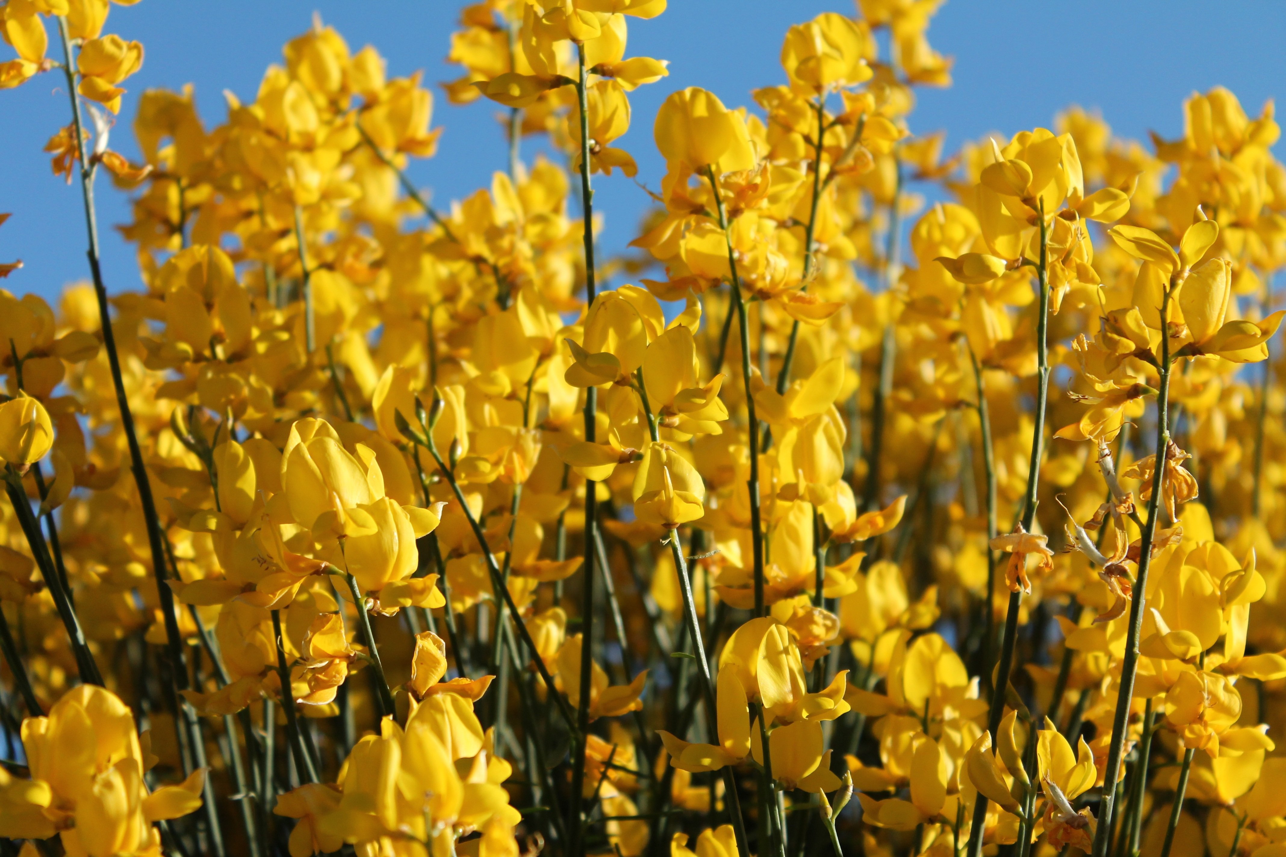 Желтые ранние цветы фото. Иксия Йеллоу Эмперор. Жёлтый цветок. Желтые весенние цветы. Желтый цвет.