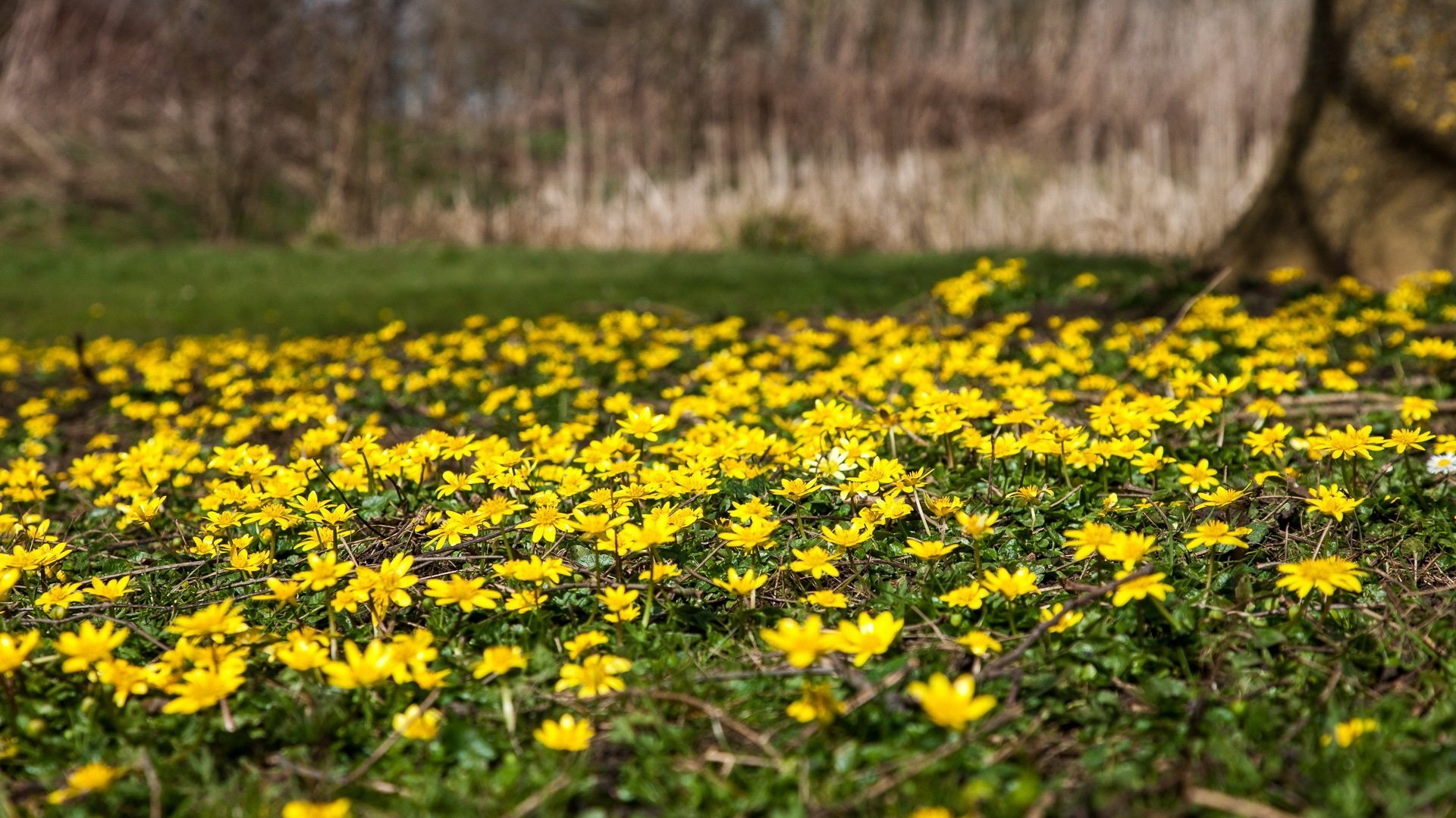 Желтые цветы ранней весной фото. .Coтрова Лесная жёлтые цветы. Селигер желтые цветочки. Желтые весенние полевые цветы. Весенние желтенькие цветочки.