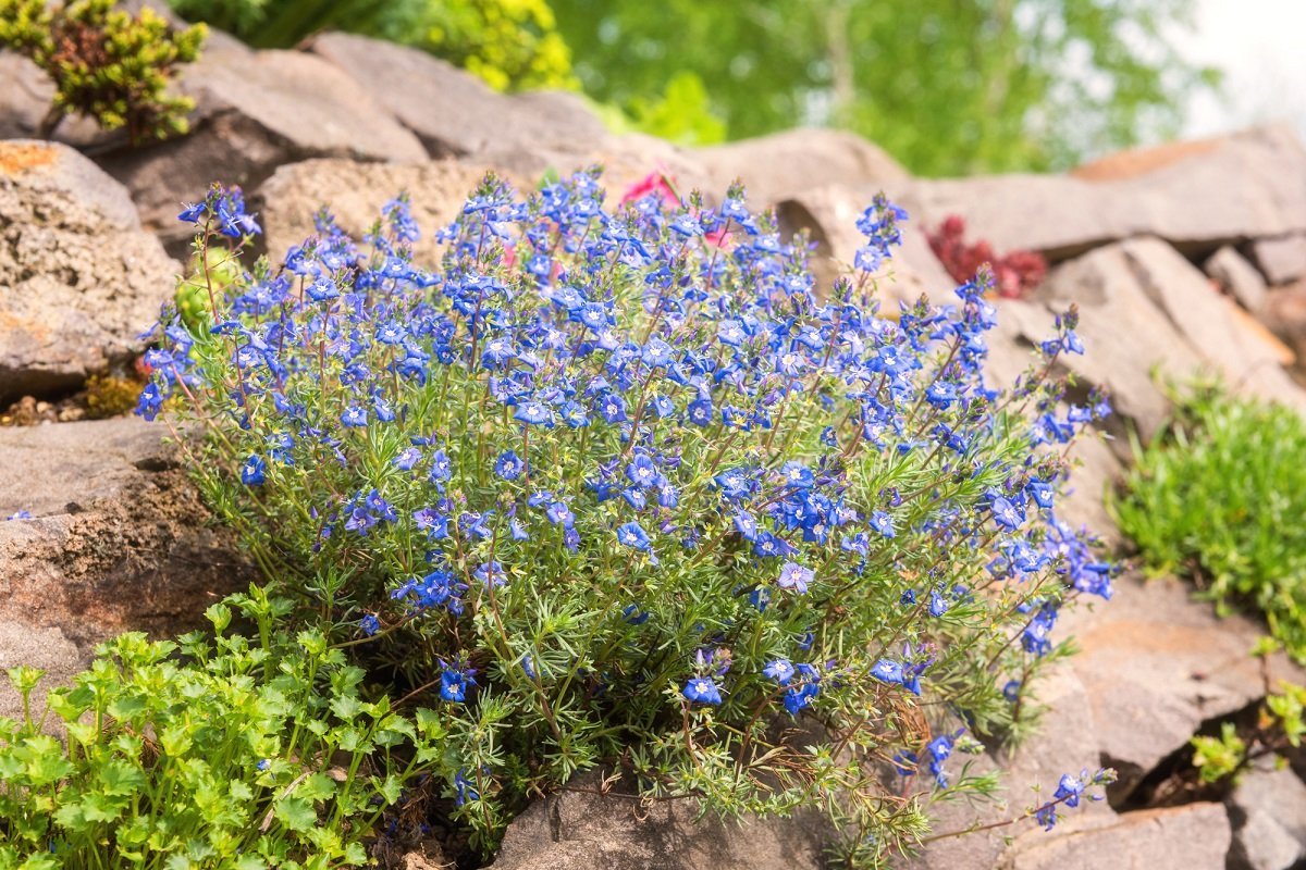 A variety of Flora