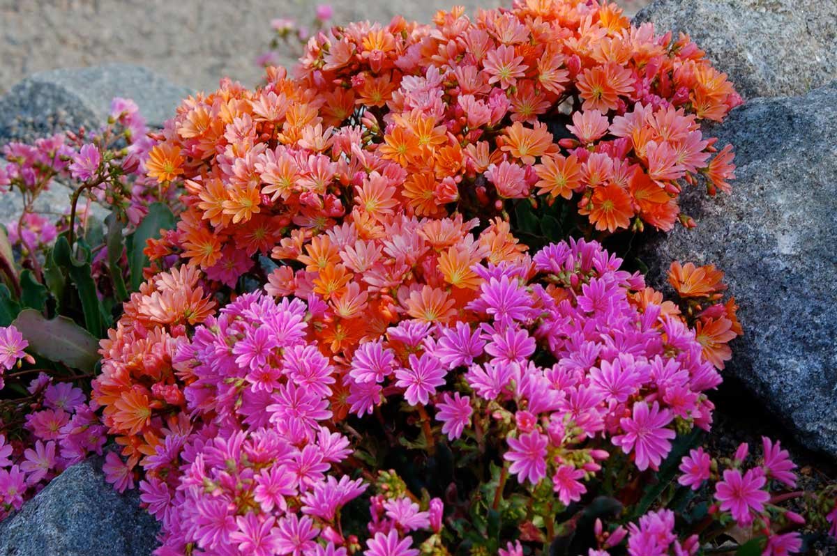 Левизия Cotyledon
