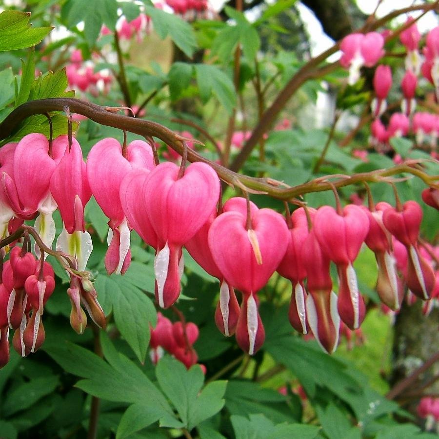 Дицентра великолепная (Dicentra spectabilis)