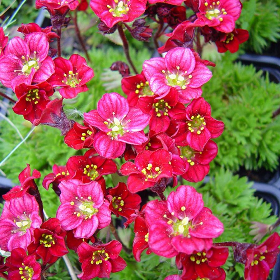 Камнеломка Арендса Highlander Rose Shades