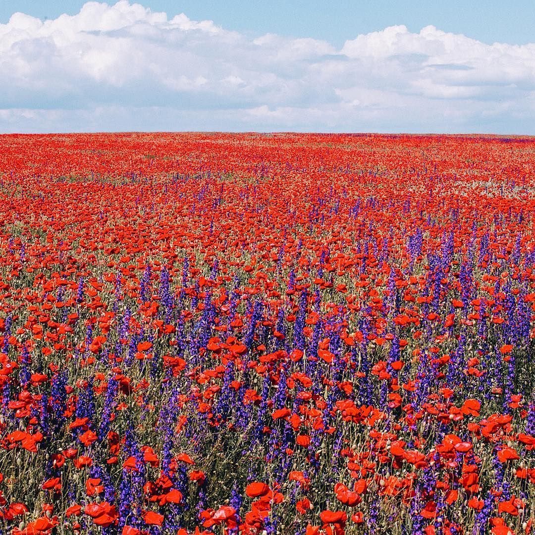 Маковые поля Туркмении