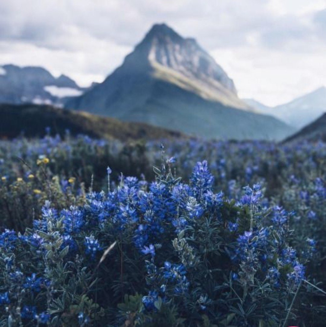 Синие горные цветы