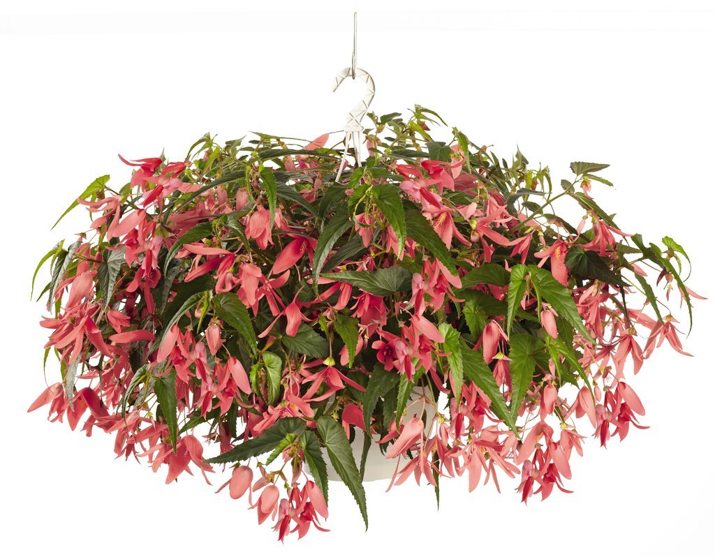 Begonia boliviensis