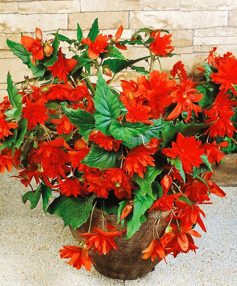 Бегония клубневая ампельная