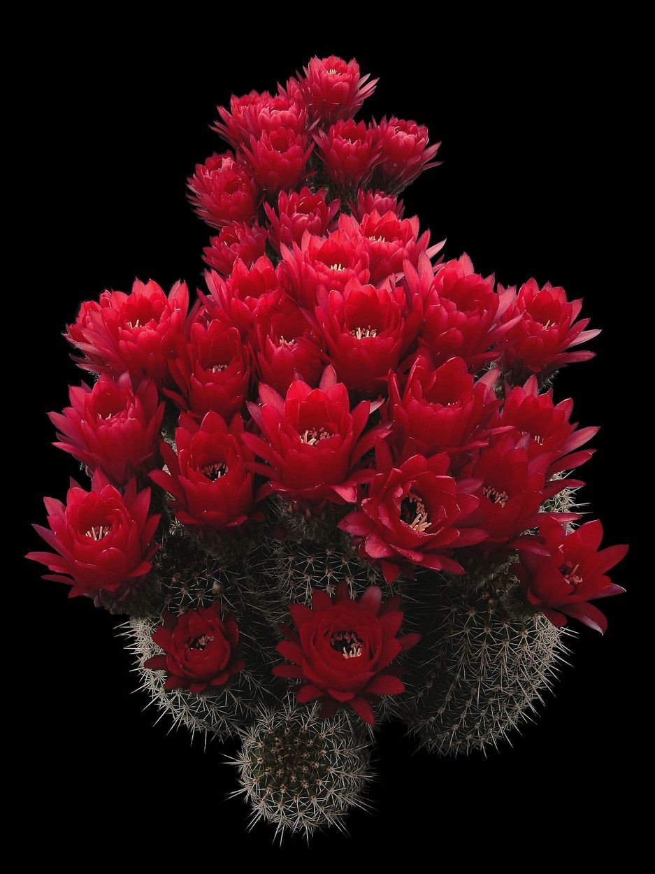 Echinopsis-huascha Cactus