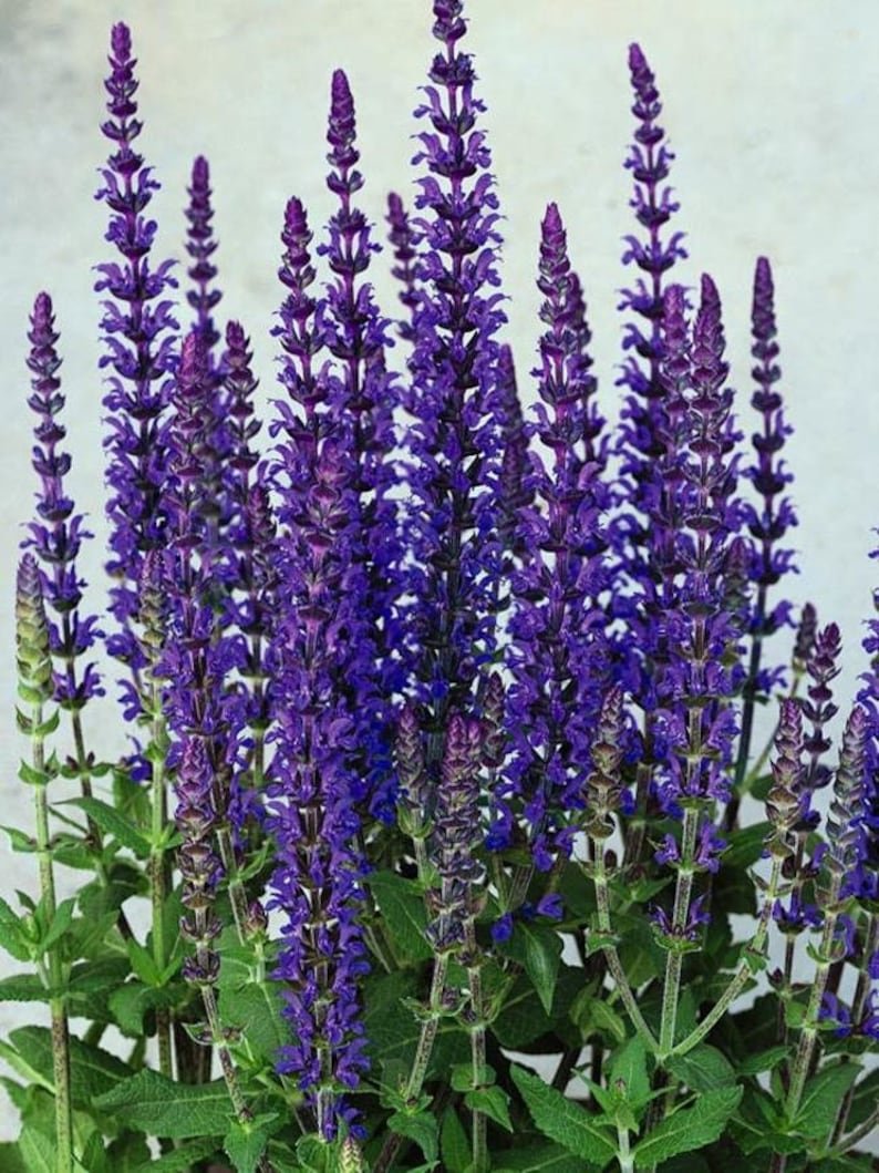 Salvia superba шалфей Дубравный