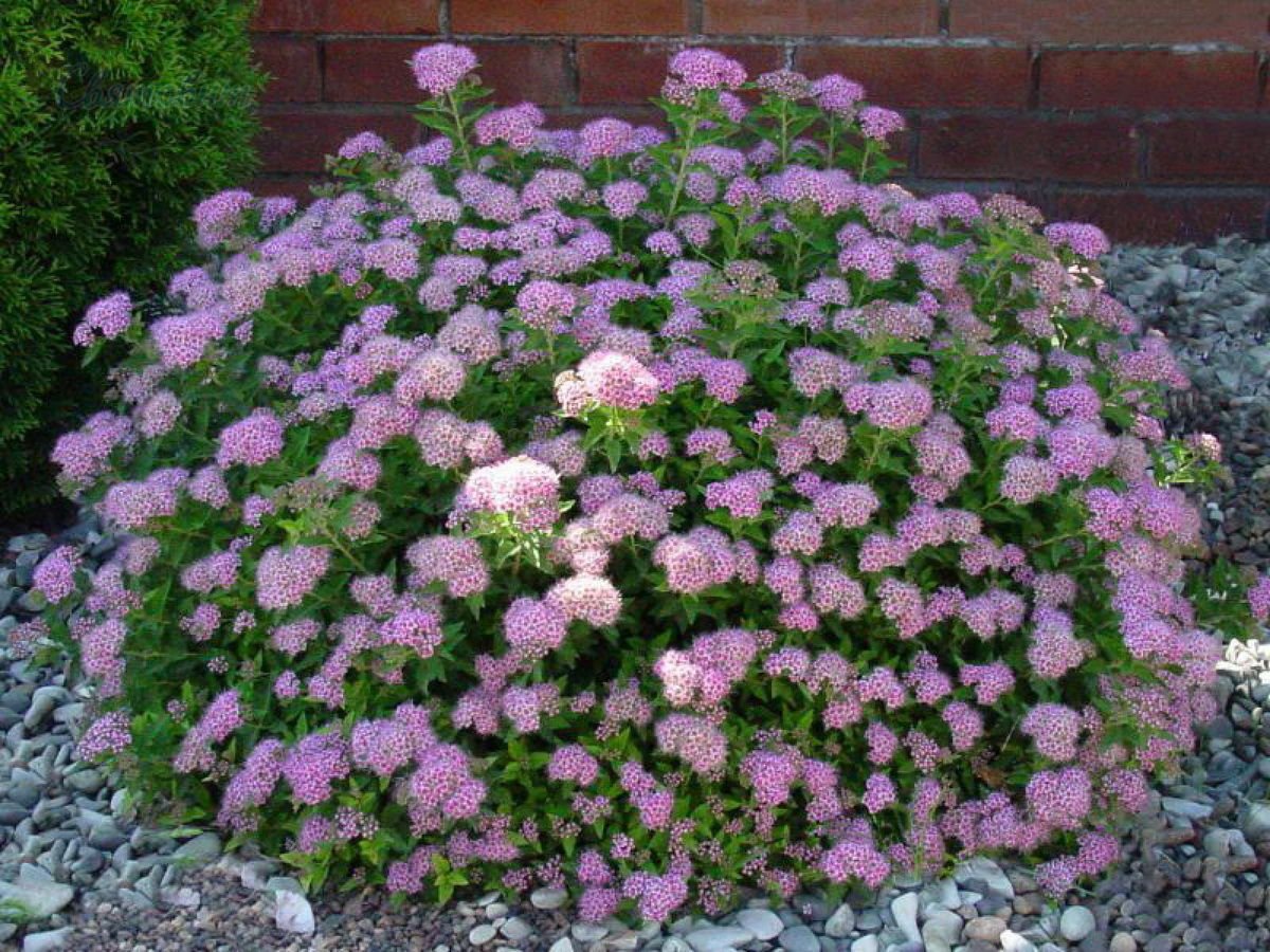 Spiraea japonica little Princess