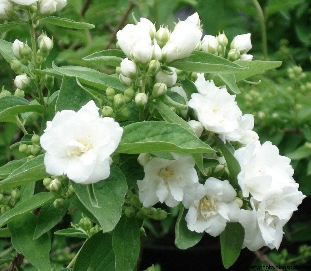 Чубушник Dame Blanche