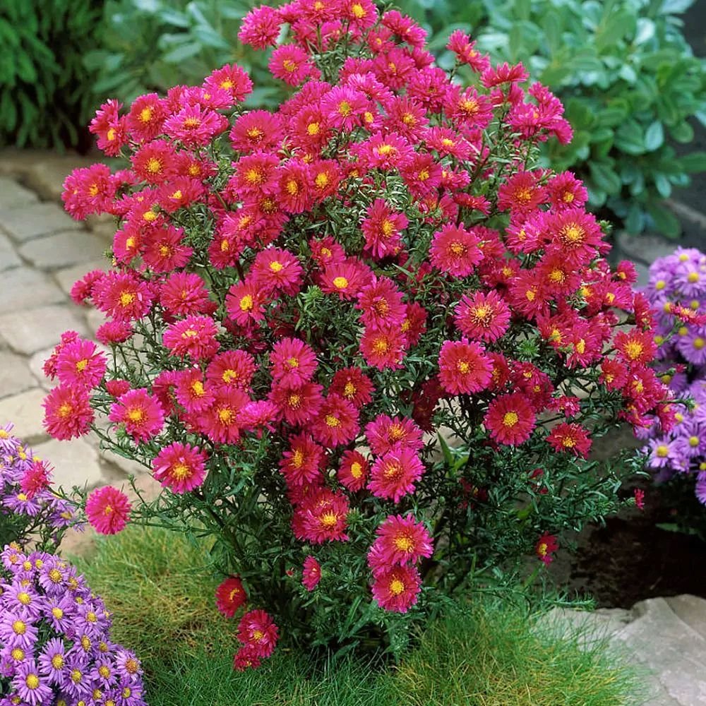 Астра новобельгийская (Aster Novi-Belgii `Royal Ruby`)
