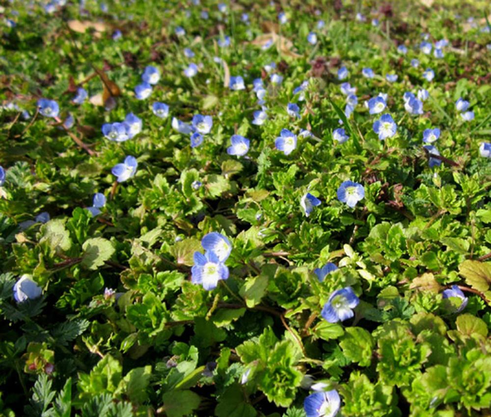 Семена Speedwell Creeping Blue Veronica repens
