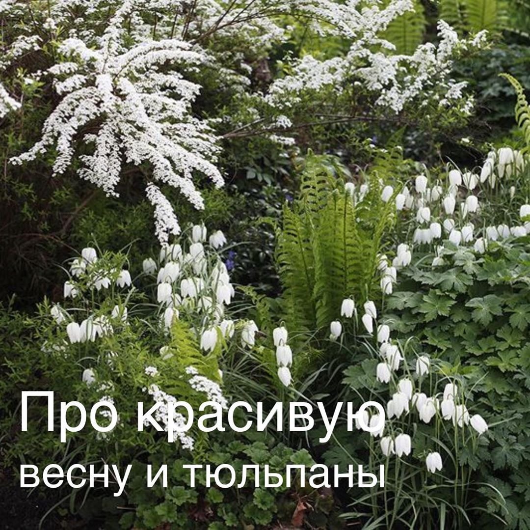 Дицентра Хоста туя спирея