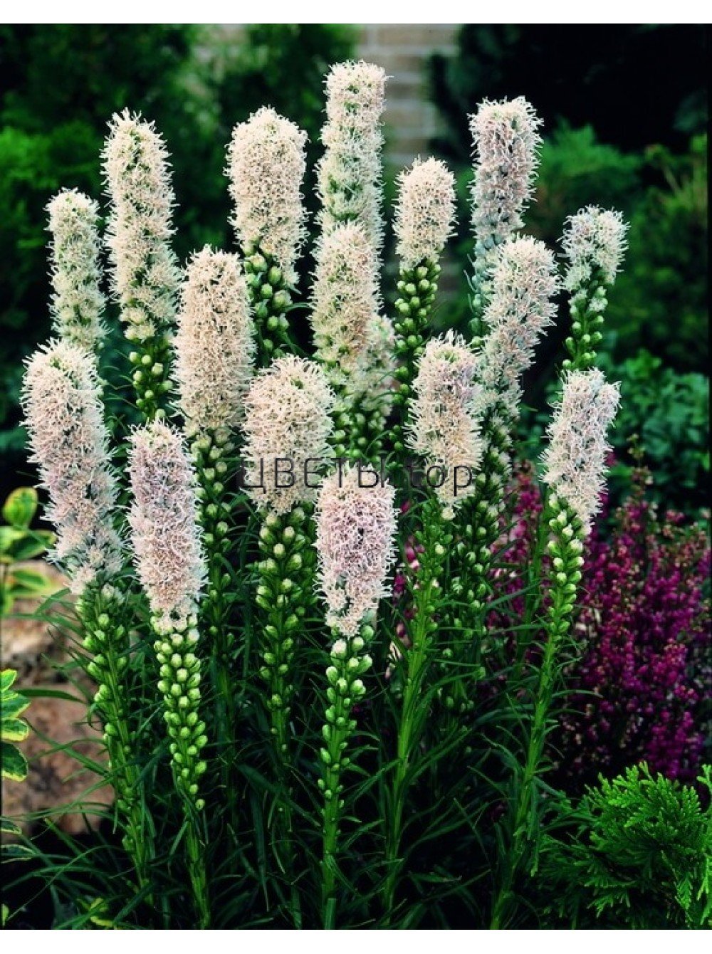 Лиатрис Floristan Weiss
