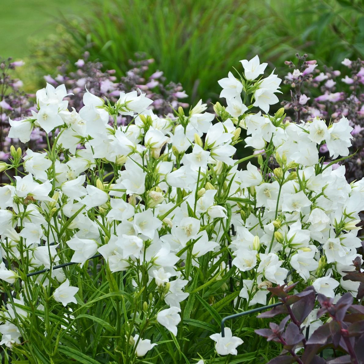 Колокольчик персиколистный (Campanula persicifolia)