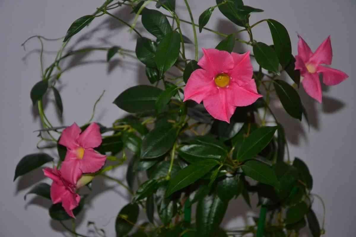 Вьющееся комнатное растение с розовыми цветами