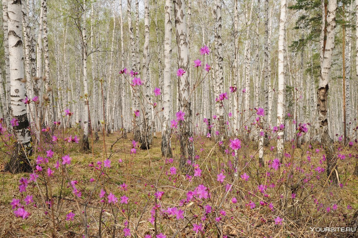 Рододендрон Даурский в березовой роще