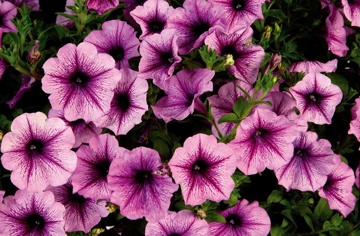 Петуния Cascadias Pink Spark